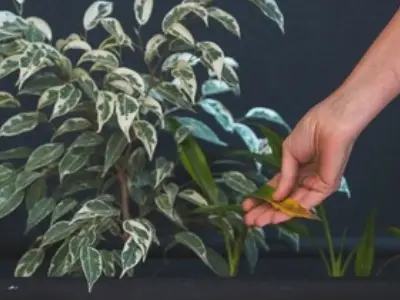 Proceso de selección y curación de plantas