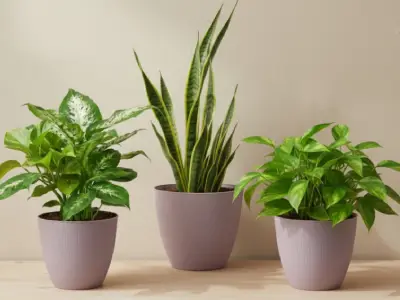Plantas para el hogar en diferentes espacios